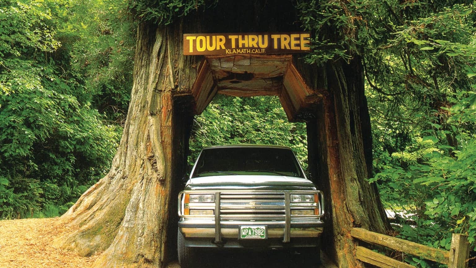A large tree hollowed out for vehicle passage, with a truck driving through beneath a sign reading "TOUR THRU TREE."