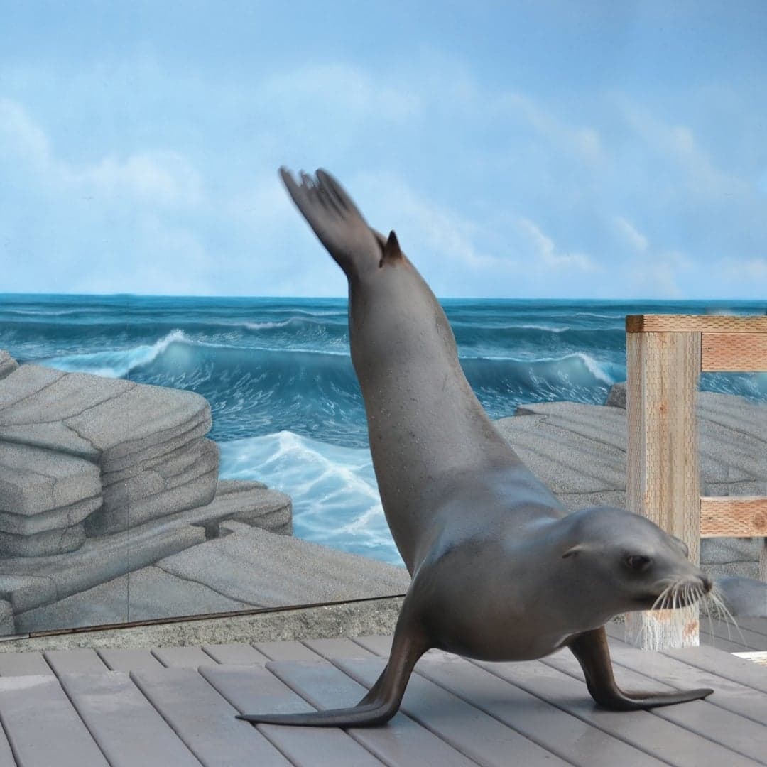 A sea lion positioned on a wooden platform, with ocean waves and rocks painted in the background.