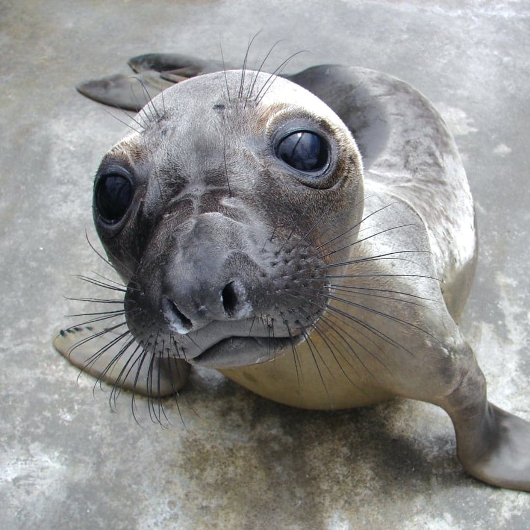 Close-up of a curious seal with large eyes and whiskers, lying on a textured surface.