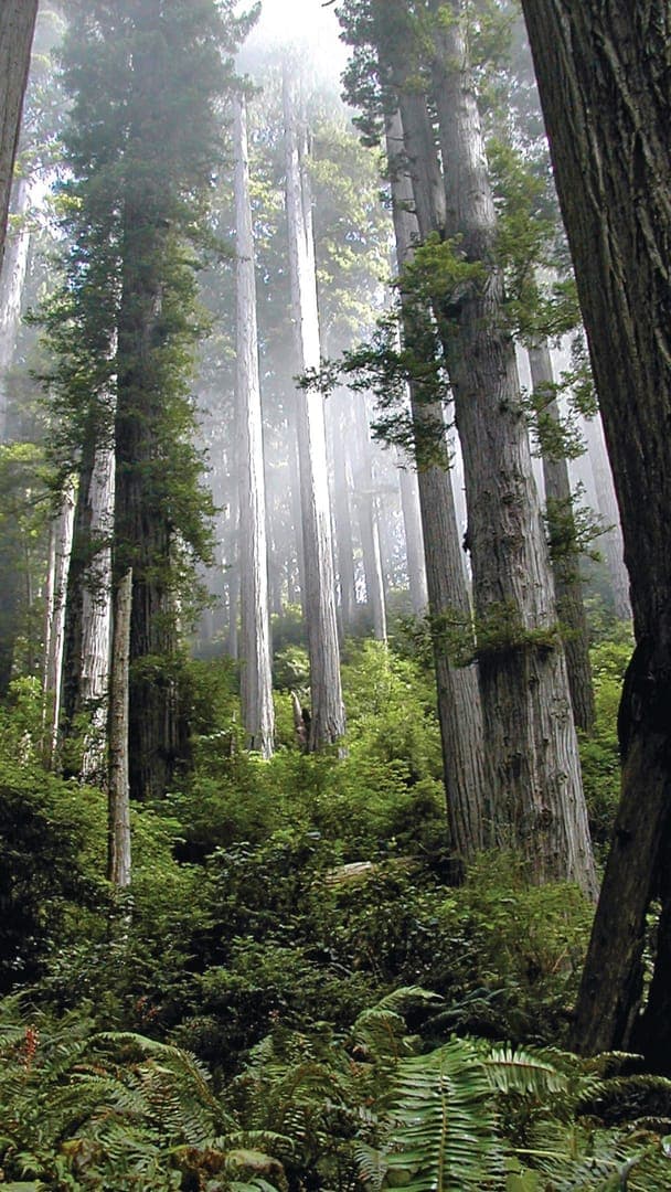 Tall redwood trees rise through a misty forest, surrounded by lush ferns and greenery.