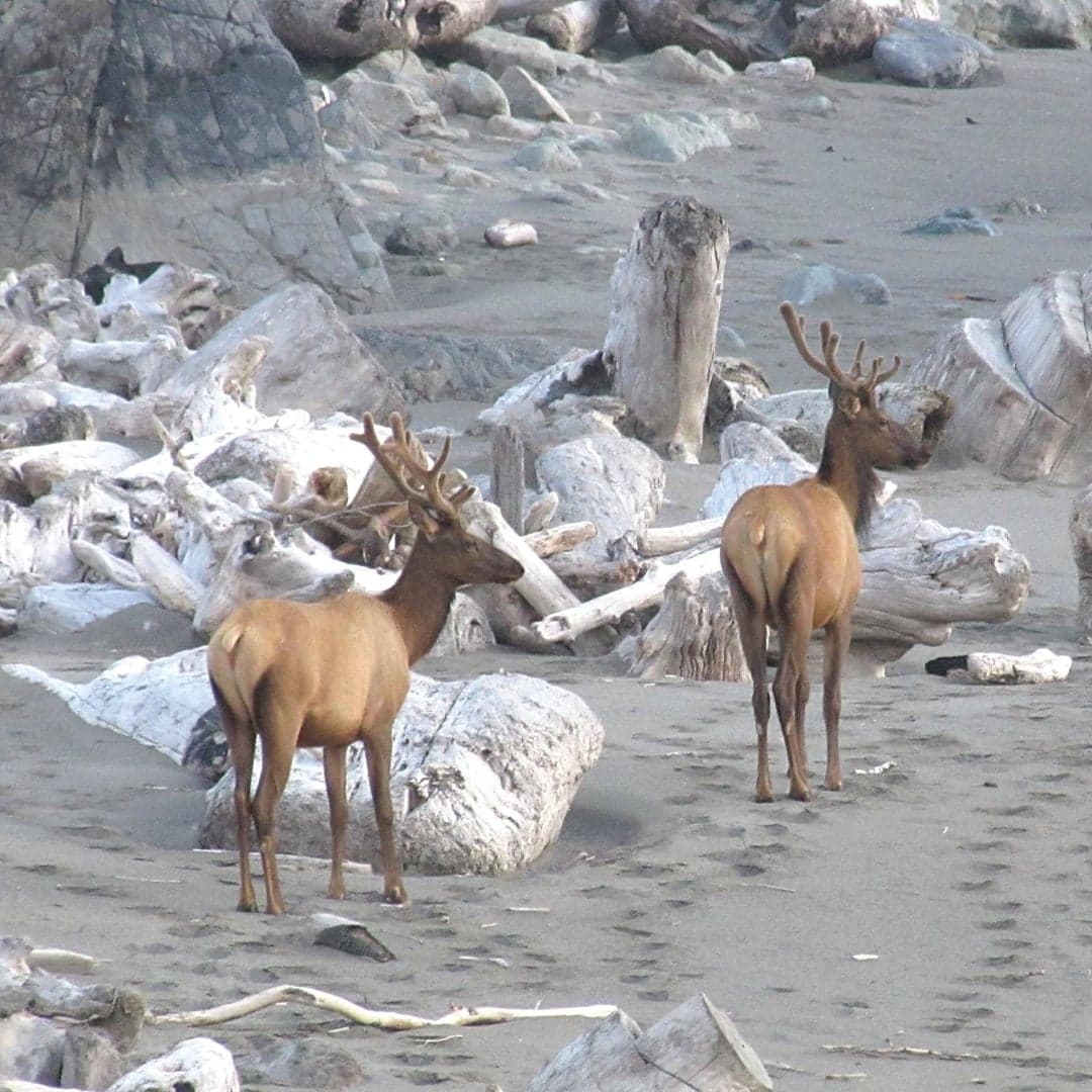 Two deer with antlers stand on a sandy beach, surrounded by driftwood and rocky terrain.