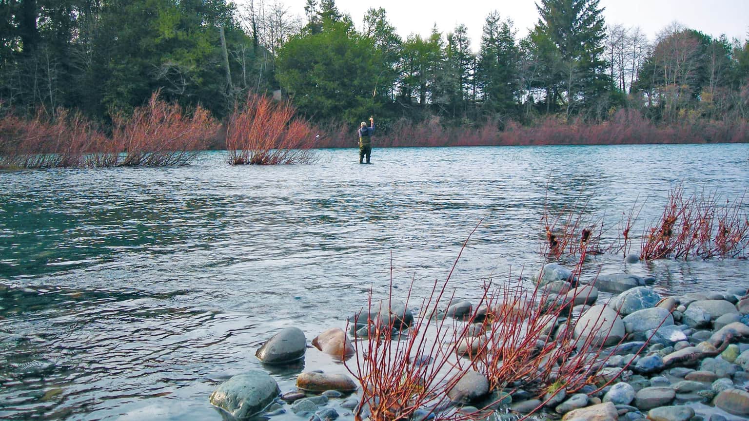 A person fishing in a river, surrounded by greenery and bare shrubs, with smooth stones in the foreground.