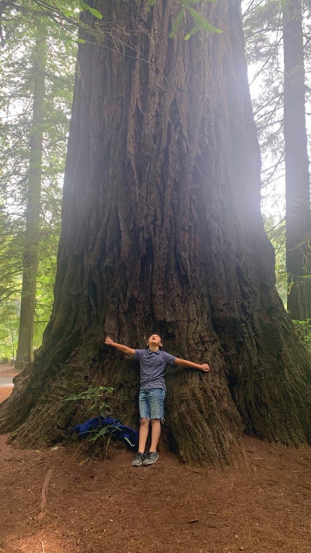 A child stands with arms outspread at the base of a giant tree in a lush forest.