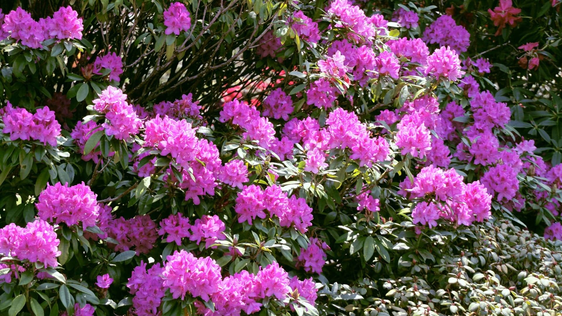 Vibrant pink rhododendron blooms densely clustered among green leaves in a sunny garden setting.