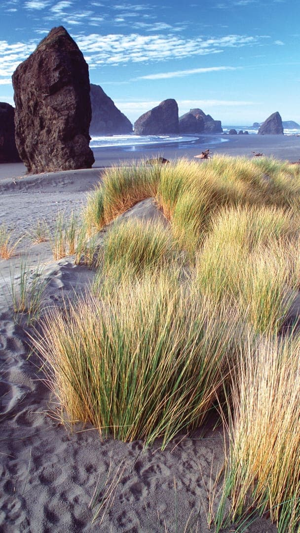 Coastal grass grows on sandy beach with large rocky formations and ocean in the background under a blue sky.
