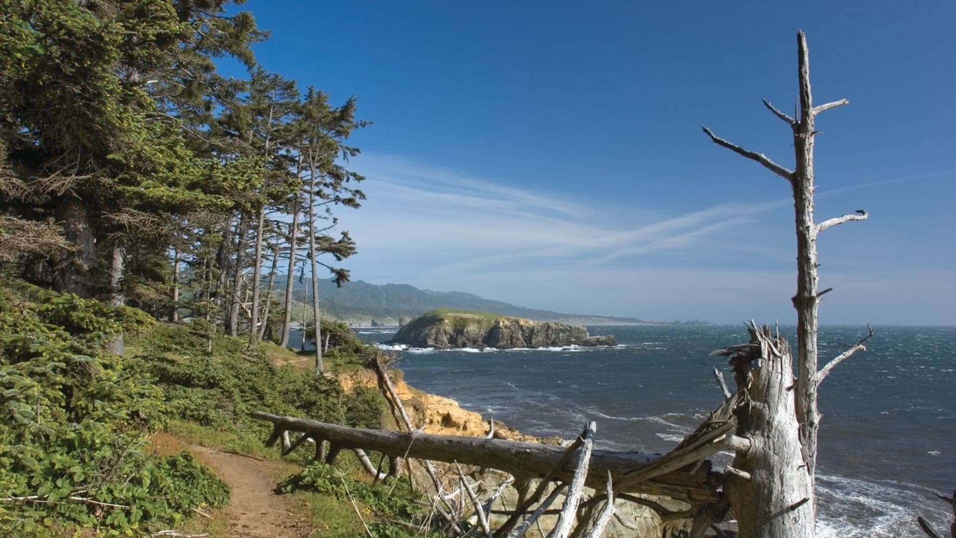 Coastal view with tall trees, a rocky shore, and waves under a clear blue sky.