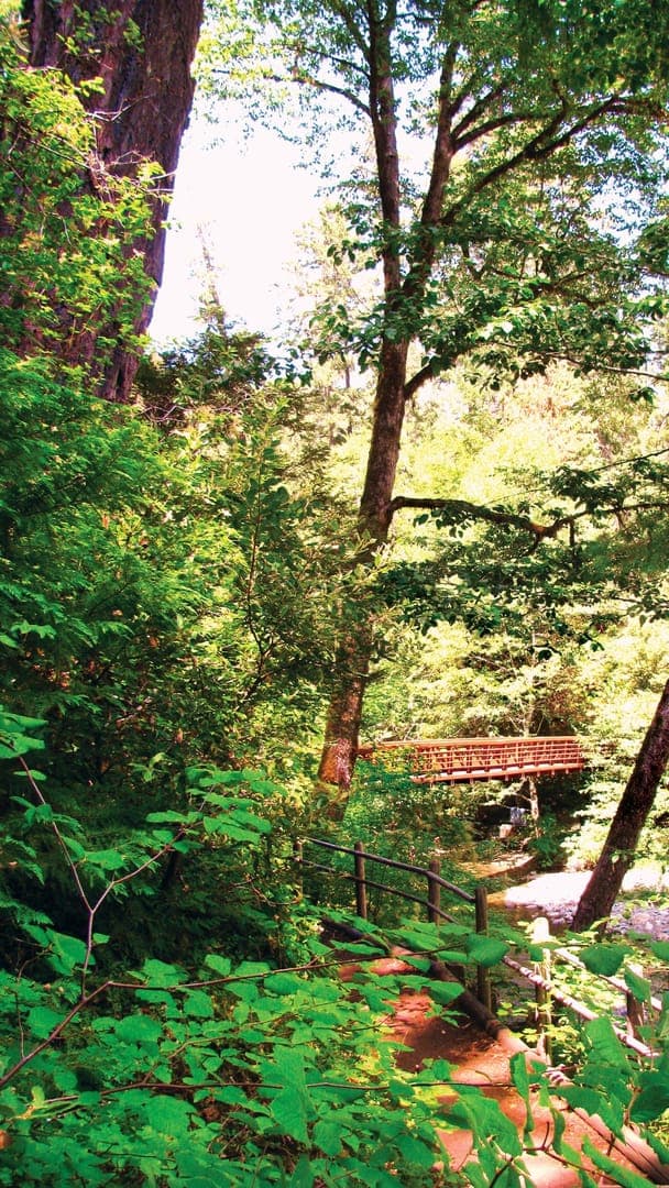A lush green forest path leading to a wooden bridge over a stream, surrounded by tall trees.