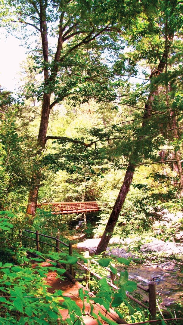 A wooden bridge spans a lush, green forest, surrounded by tall trees and a winding path beside a creek.