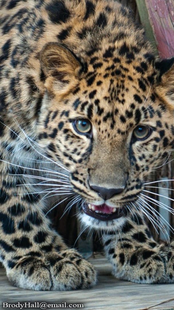 Close-up of a leopard with striking spots, focusing on its face and whiskers, looking directly at the camera.