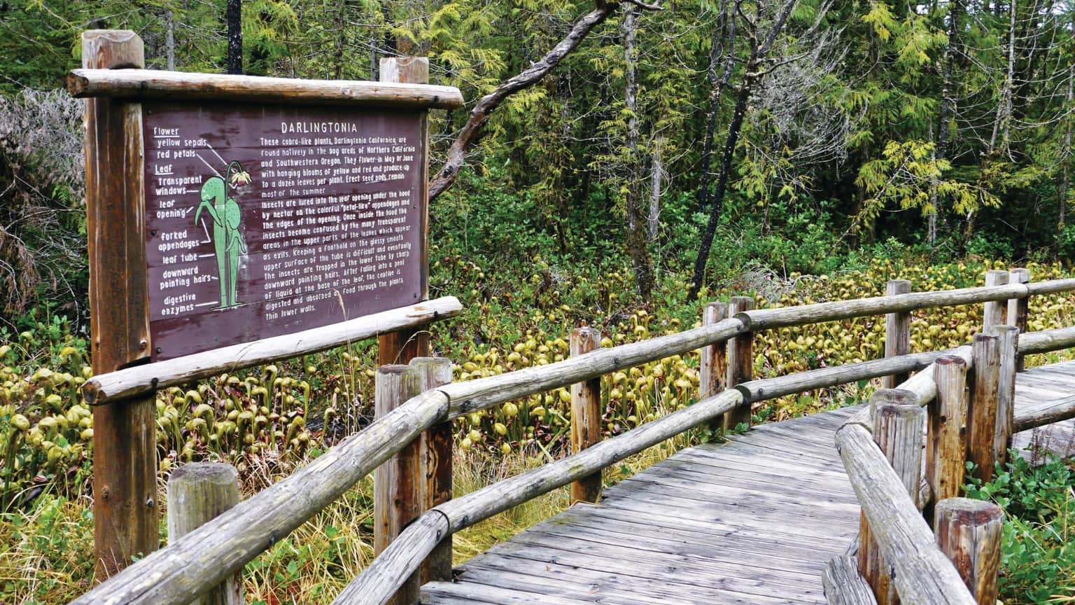 Wooden boardwalk leads to an educational sign about Darlingtonia plants, surrounded by greenery and wetland.