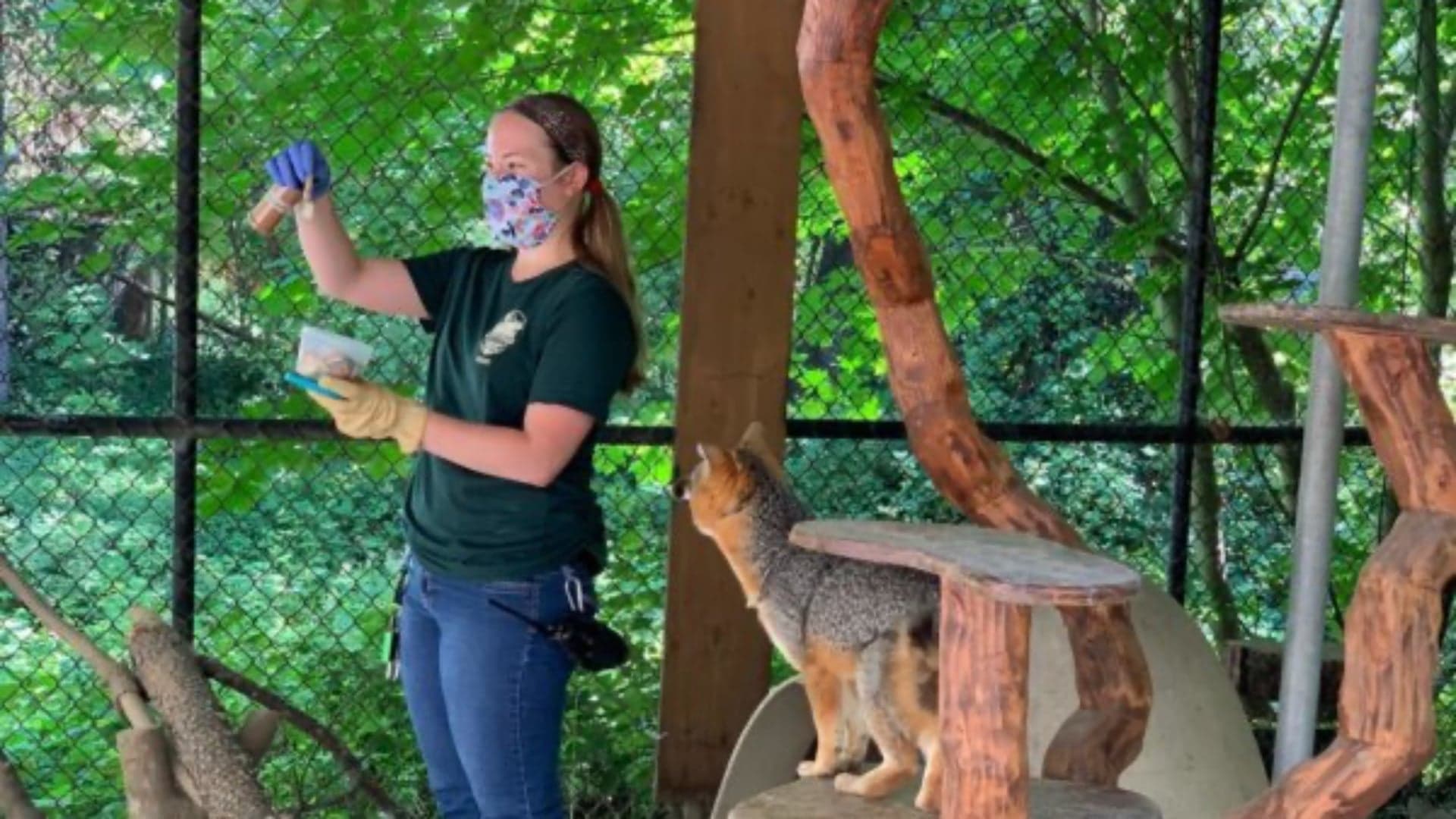 A woman in a mask holds a container while a small fox observes her in a shaded animal enclosure.