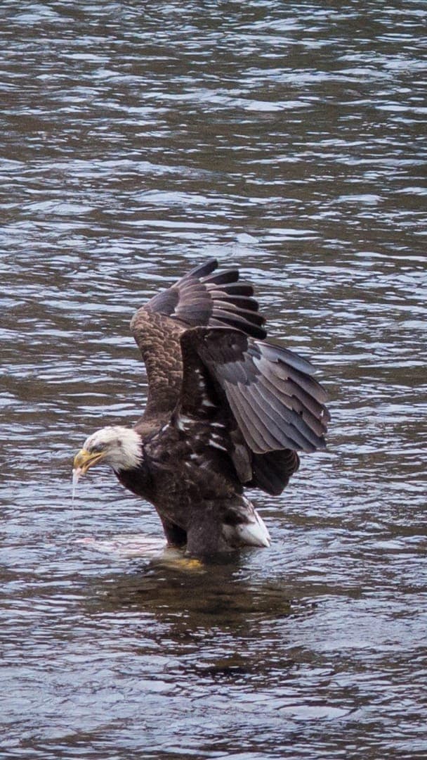 A bald eagle stands in shallow water, holding a fish in its beak with droplets cascading down.