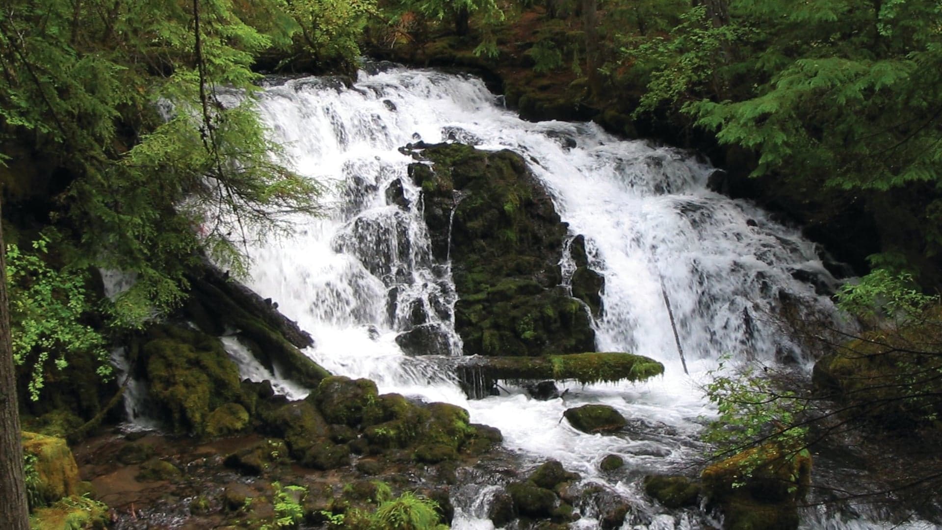 A cascading waterfall surrounded by lush green trees and mossy rocks in a forest setting.