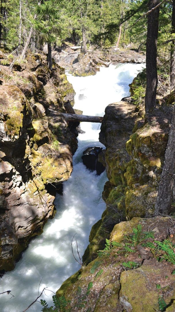 A rocky gorge with rushing water and a fallen log, surrounded by trees and lush greenery.
