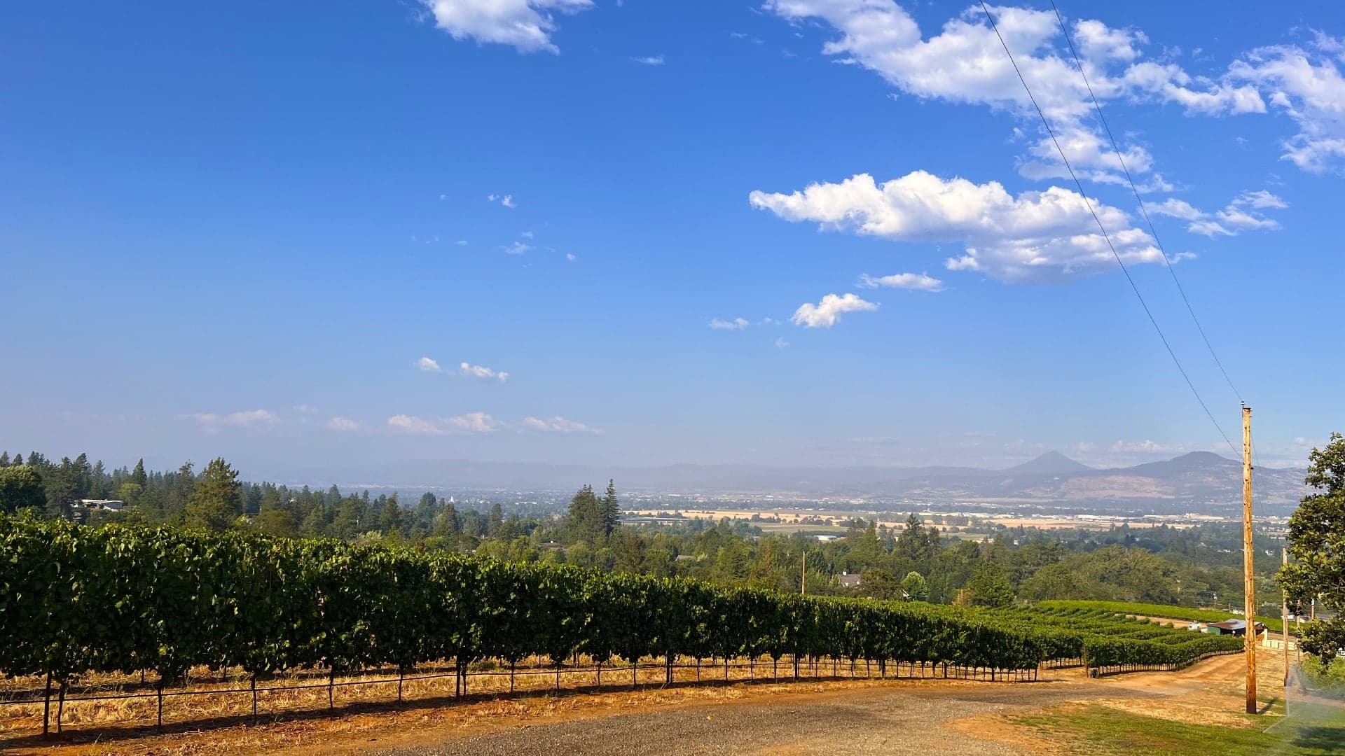 Scenic view of a vineyard with rows of grapevines, rolling hills, and a blue sky with scattered clouds.