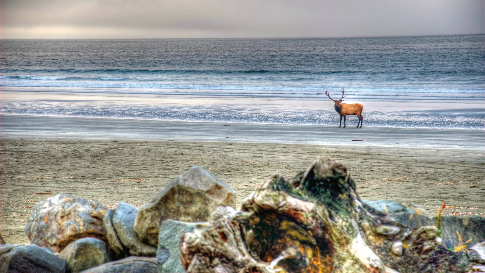 An elk stands on a sandy beach with ocean waves in the background and rocky foreground.
