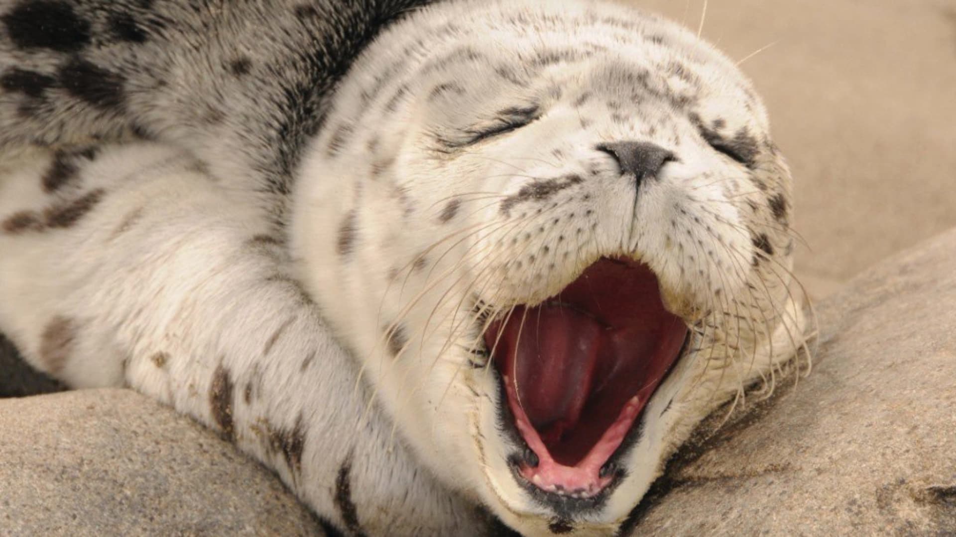 A close-up of a spotted seal yawning, resting its head on a rock.