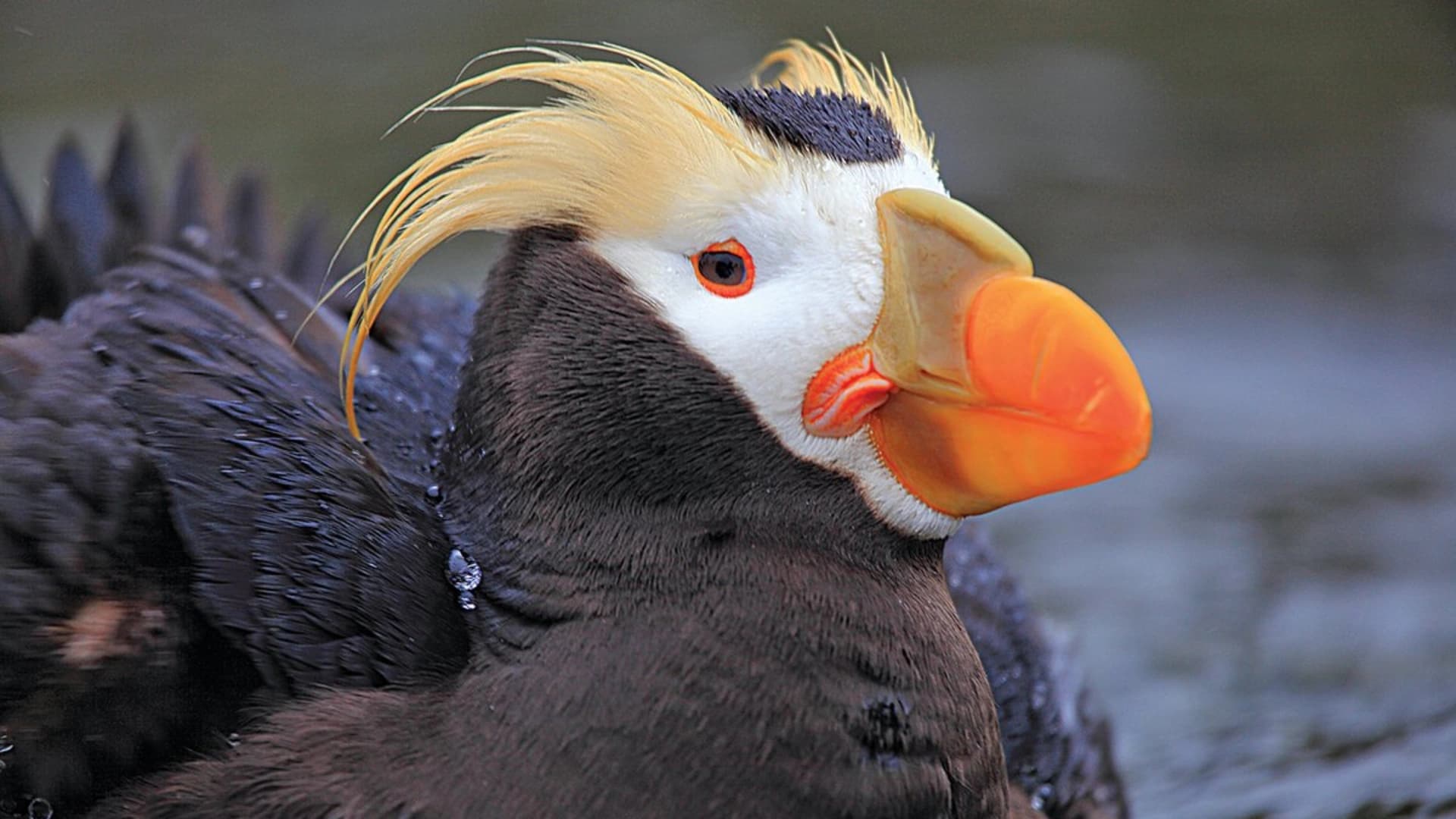 Close-up of a puffin with a distinctive yellow crest and bright orange beak, swimming in water.