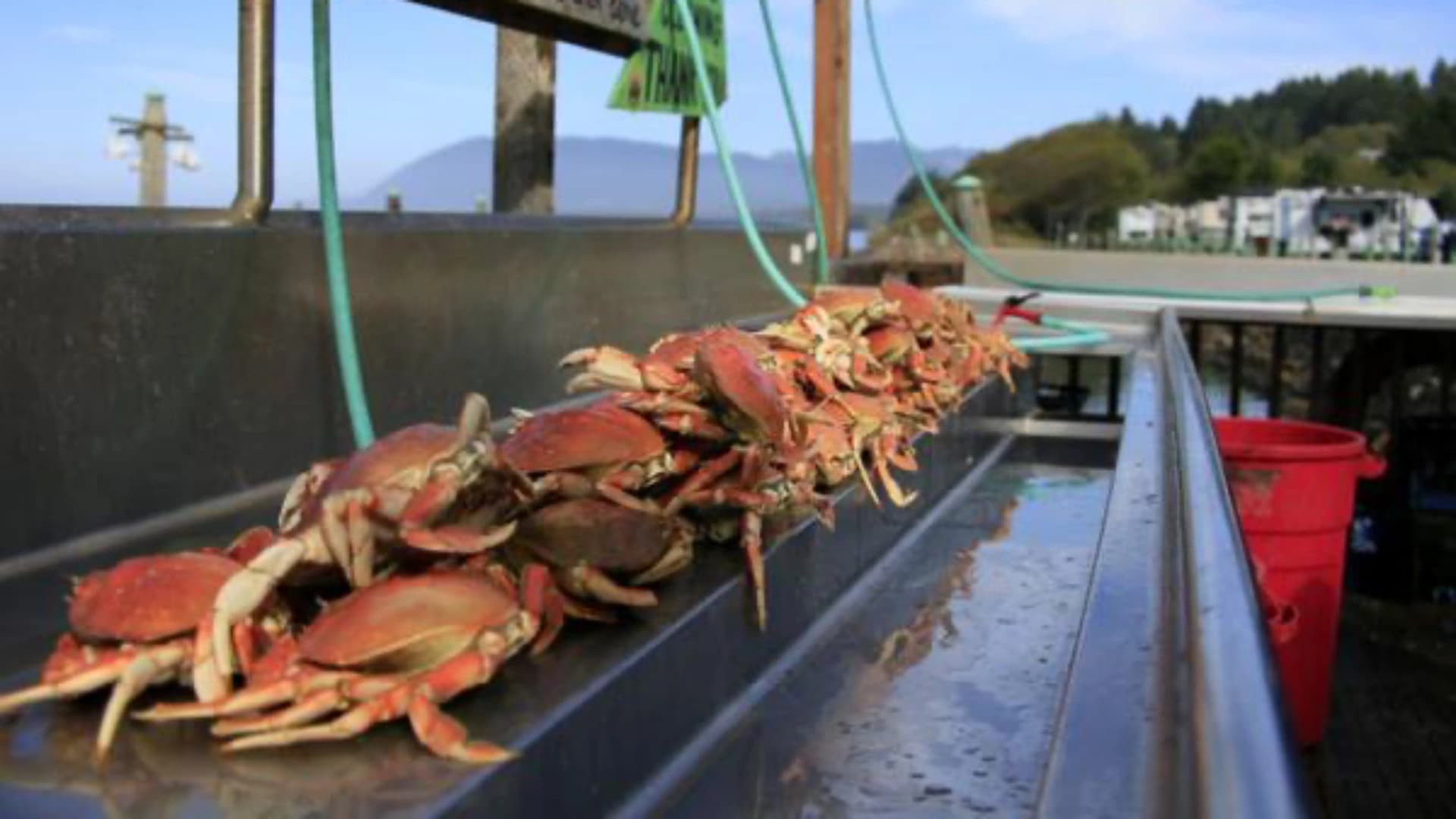 Fresh crabs lined up on a processing table with water and a red bucket nearby.