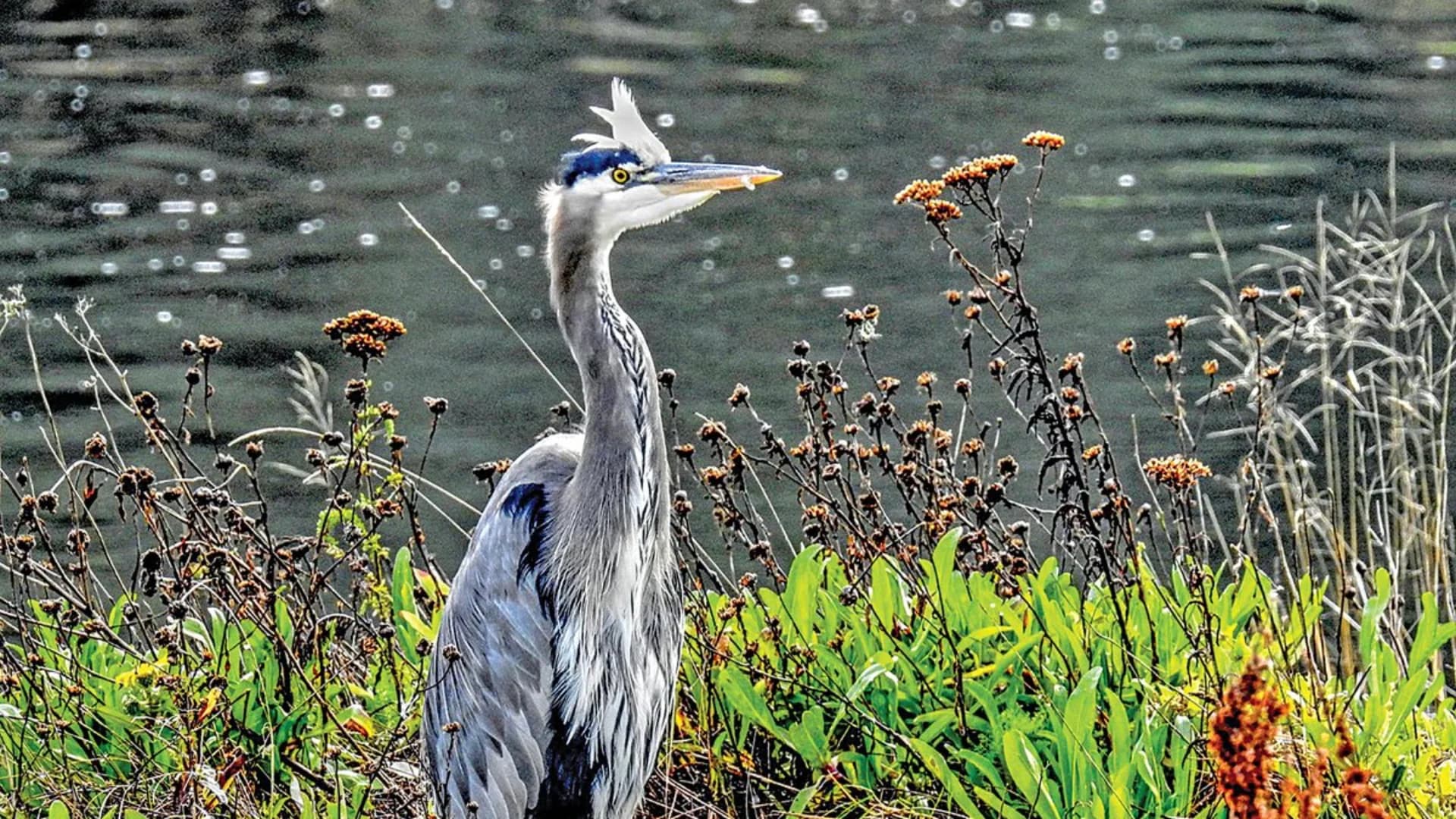 A great blue heron stands among green plants and dried flowers near a shimmering body of water.