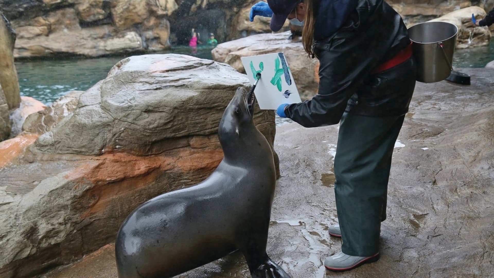 A trainer holds a painting board while a sea lion interacts during an art activity at a zoo.