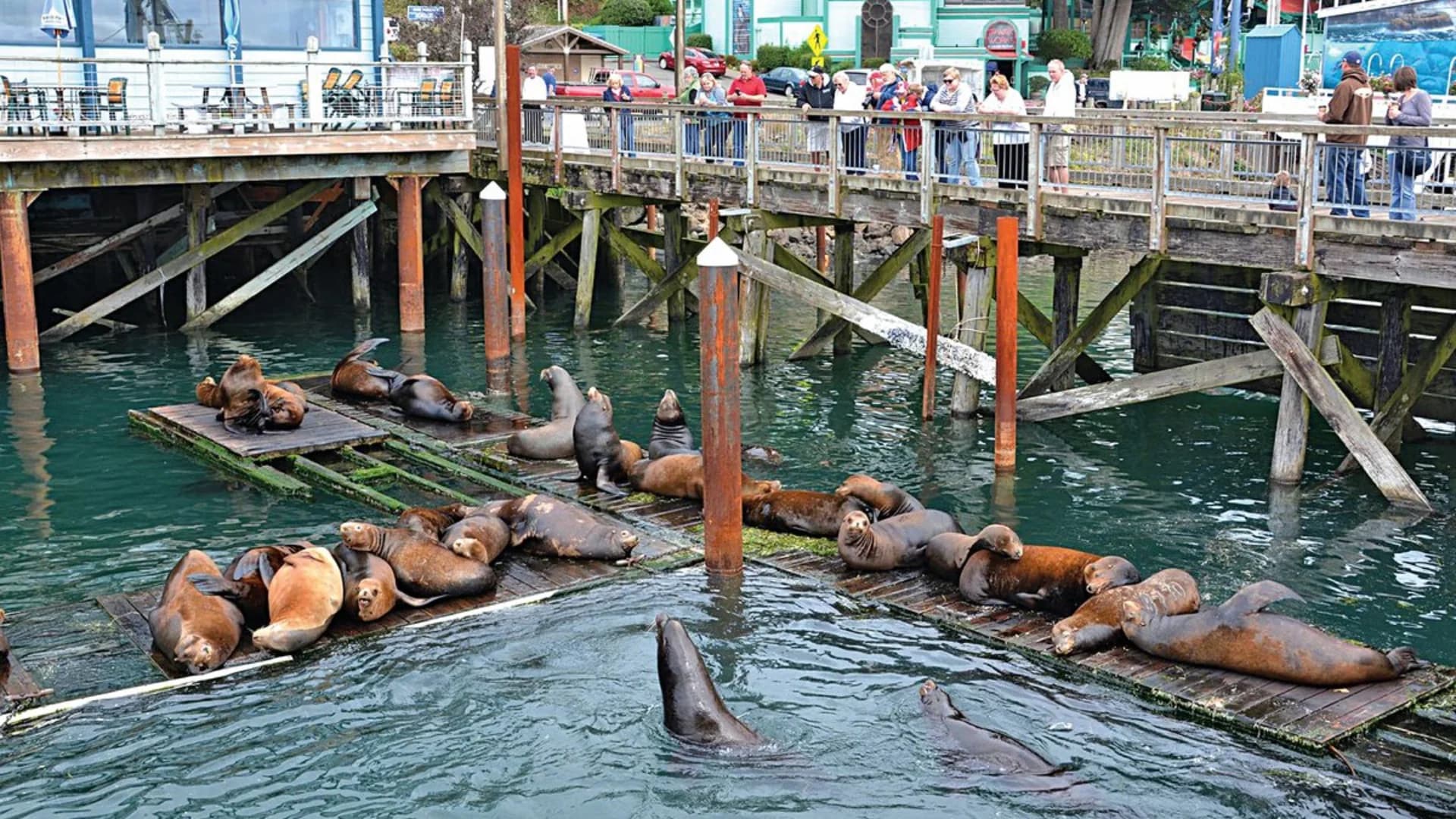 A group of sea lions lounging on wooden platforms at a pier, with people watching from a nearby dock.