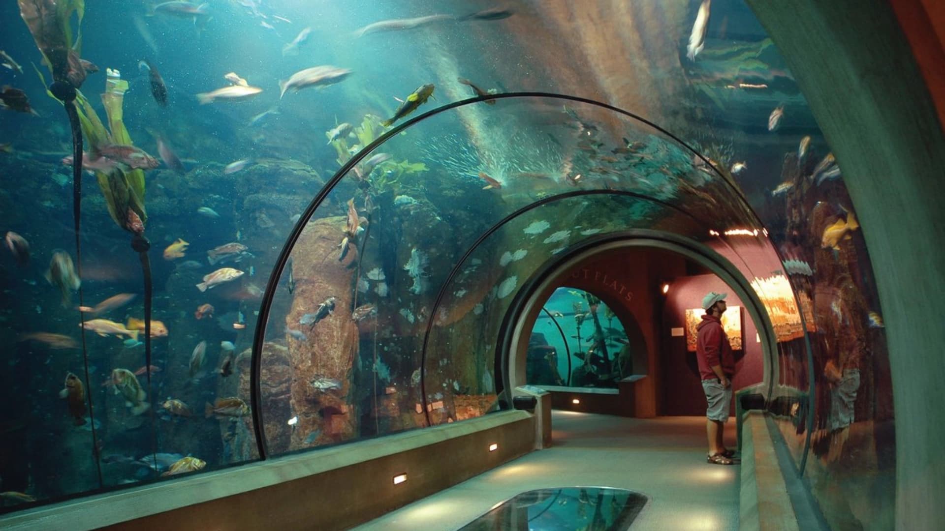 A visitor stands in an underwater tunnel surrounded by various fish and aquatic plants.