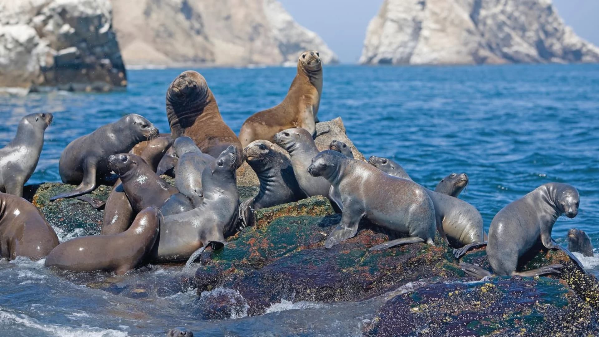A group of seals lounging on rocks near the ocean, with rocky cliffs in the background.