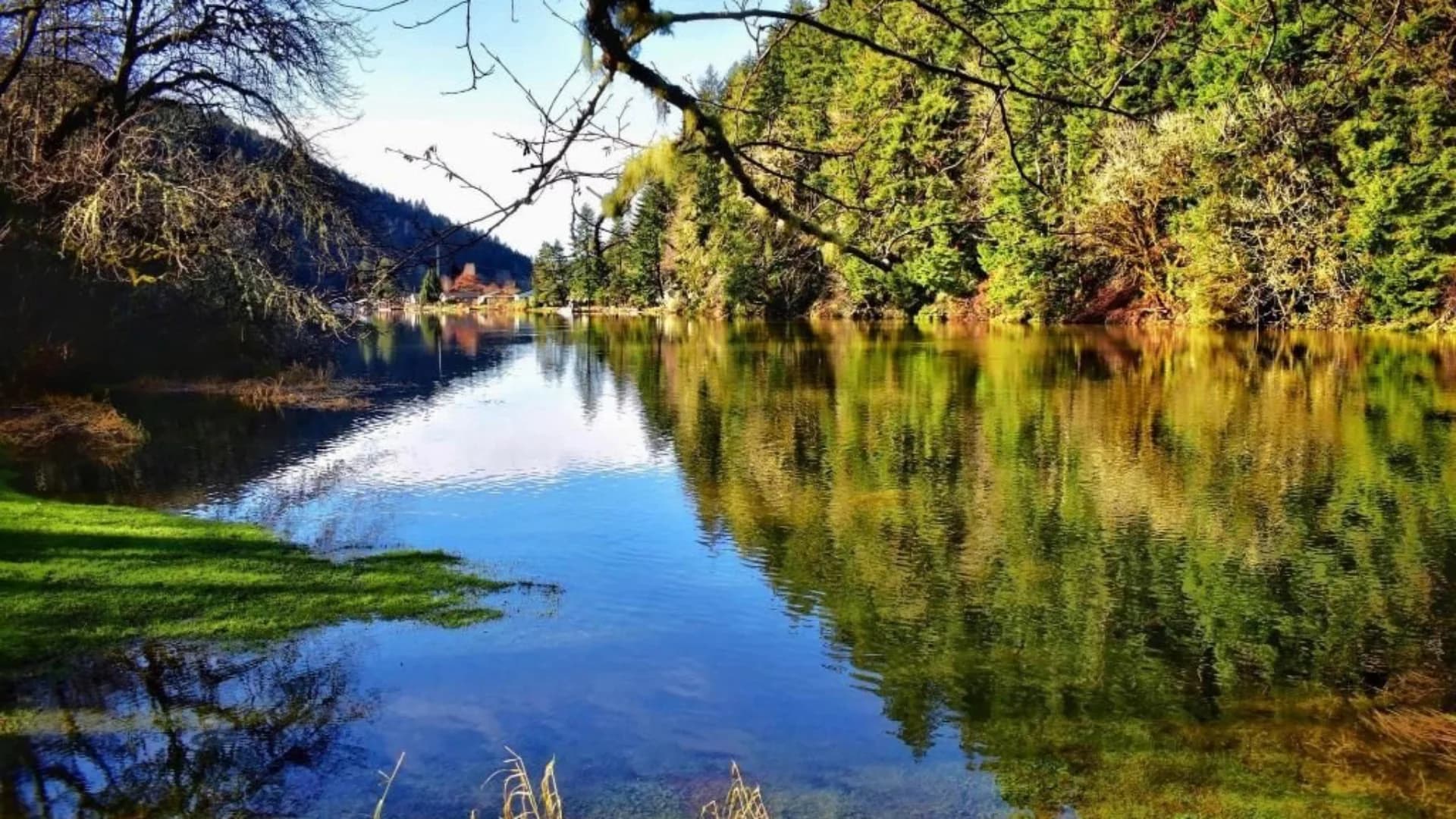 Serene lake reflecting green trees and sky, surrounded by a lush forest in bright daylight.
