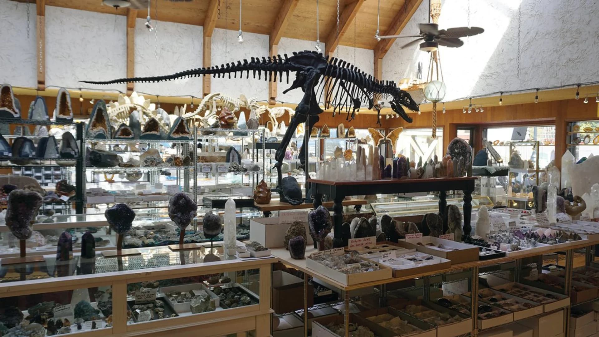 A dinosaur skeleton hangs above displays of various crystals and minerals in a well-lit shop.