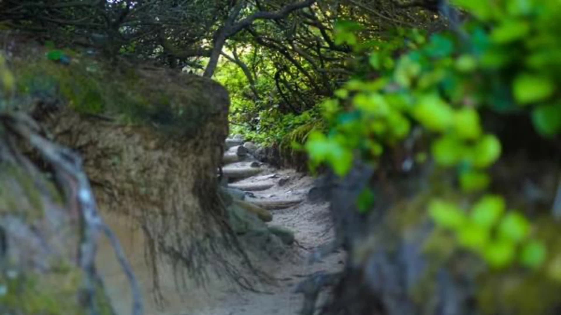 Narrow sandy path flanked by lush green foliage and twisted tree roots.
