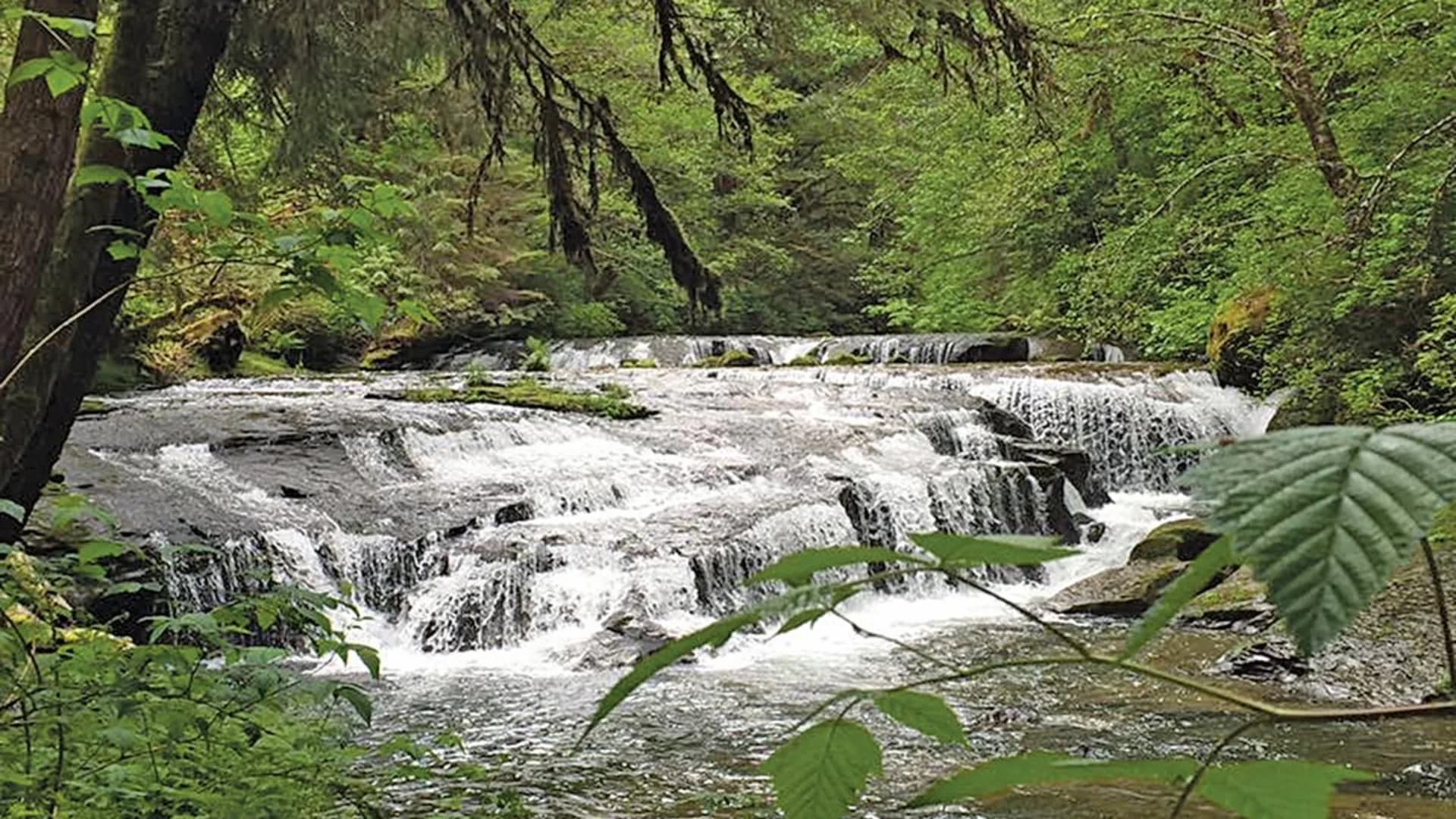 A tranquil waterfall cascading over rocks surrounded by lush green trees and foliage.
