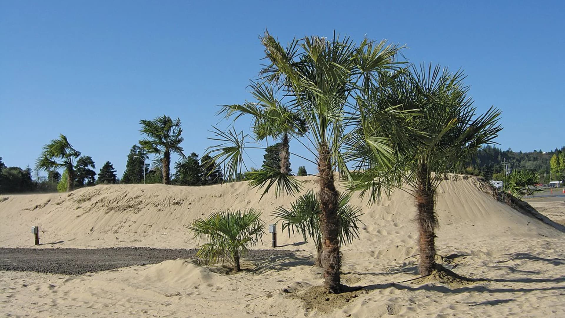 A sandy area with several palm trees against a clear blue sky and a distant green hillside.