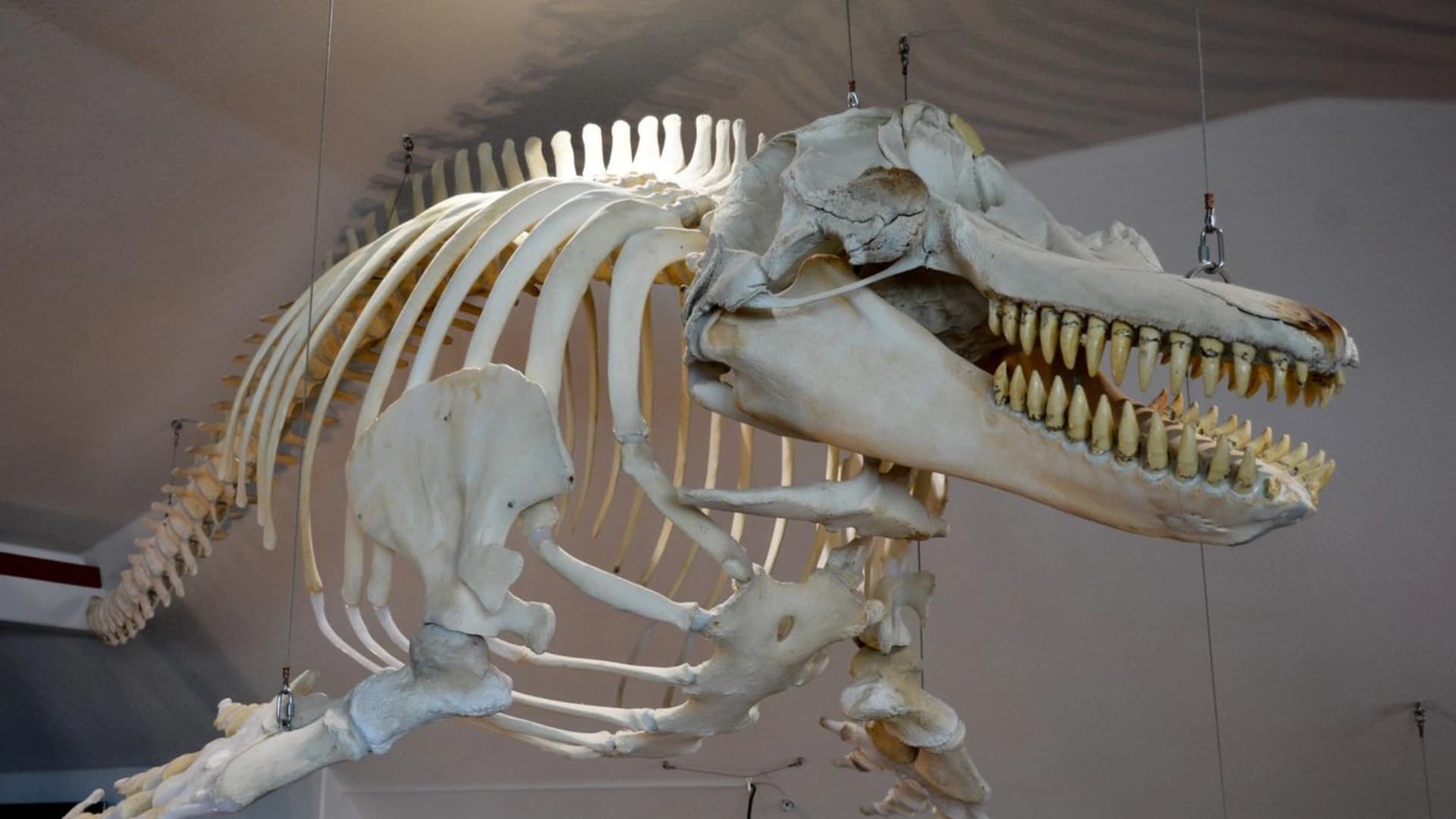 A hanging skeleton of a large marine animal with a prominent skull and sharp teeth, displayed indoors.