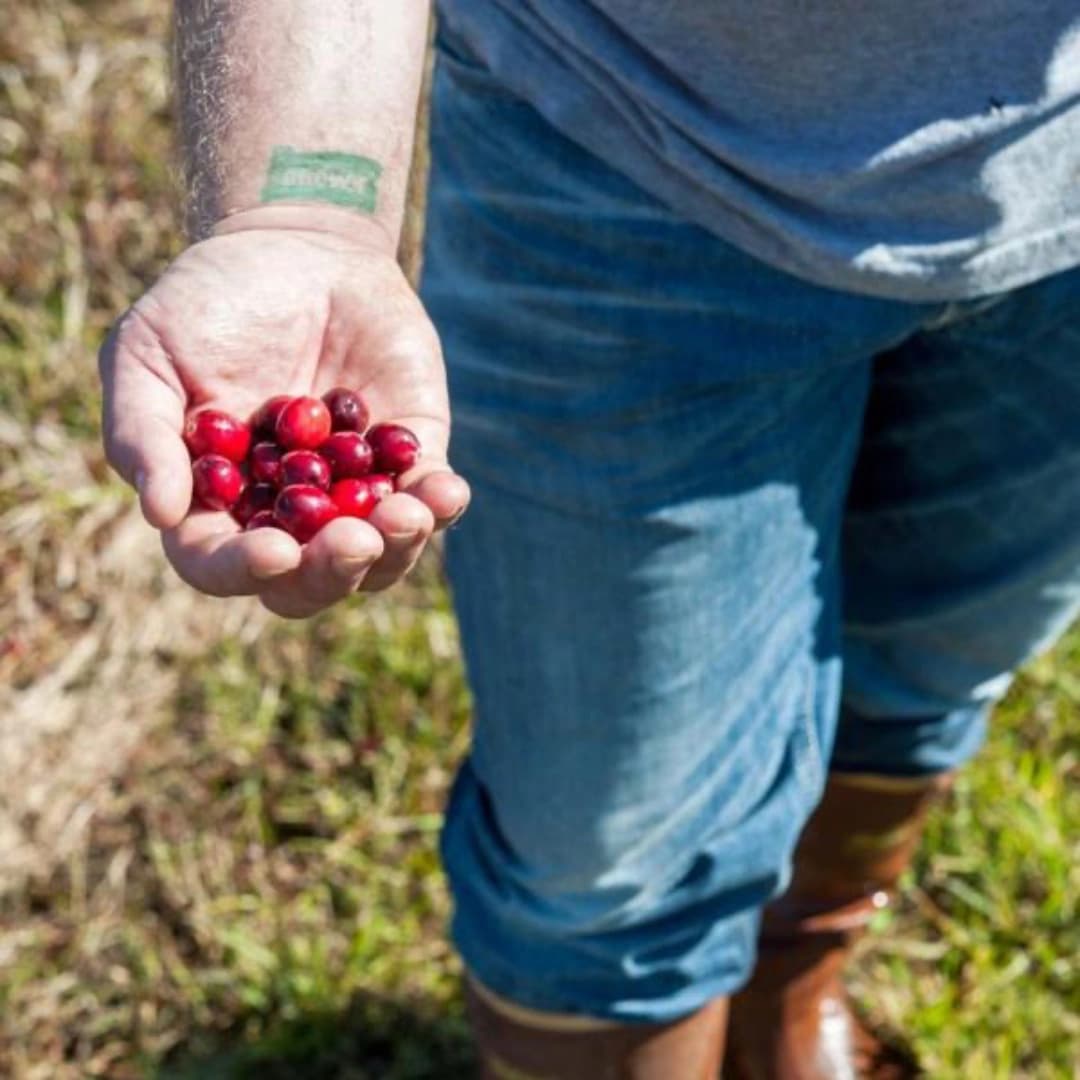 A person holding a handful of fresh cranberries, wearing jeans and rubber boots, against a grassy background.