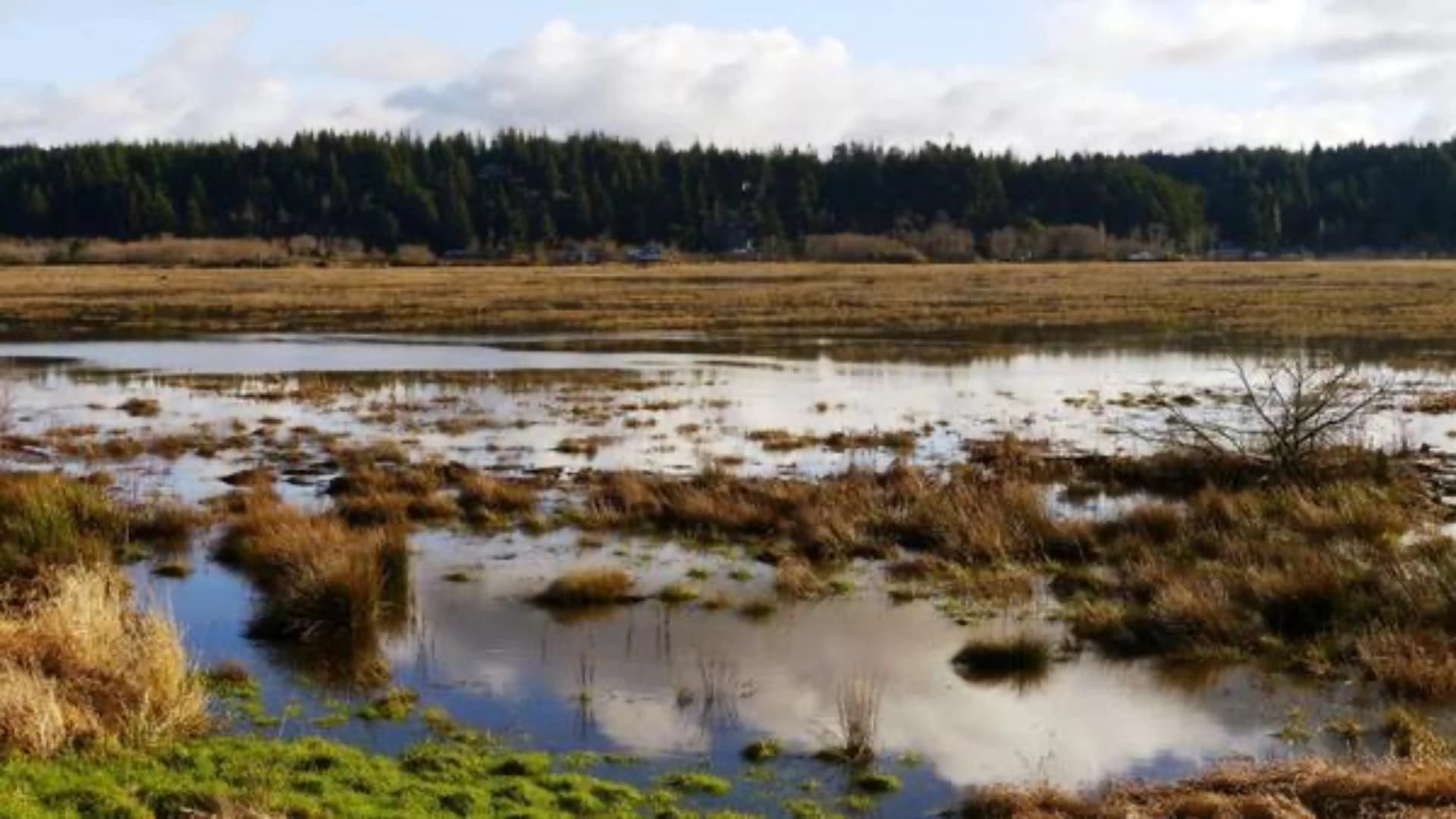A tranquil wetland scene with shallow water and grassy areas, framed by a forested background under a cloudy sky.