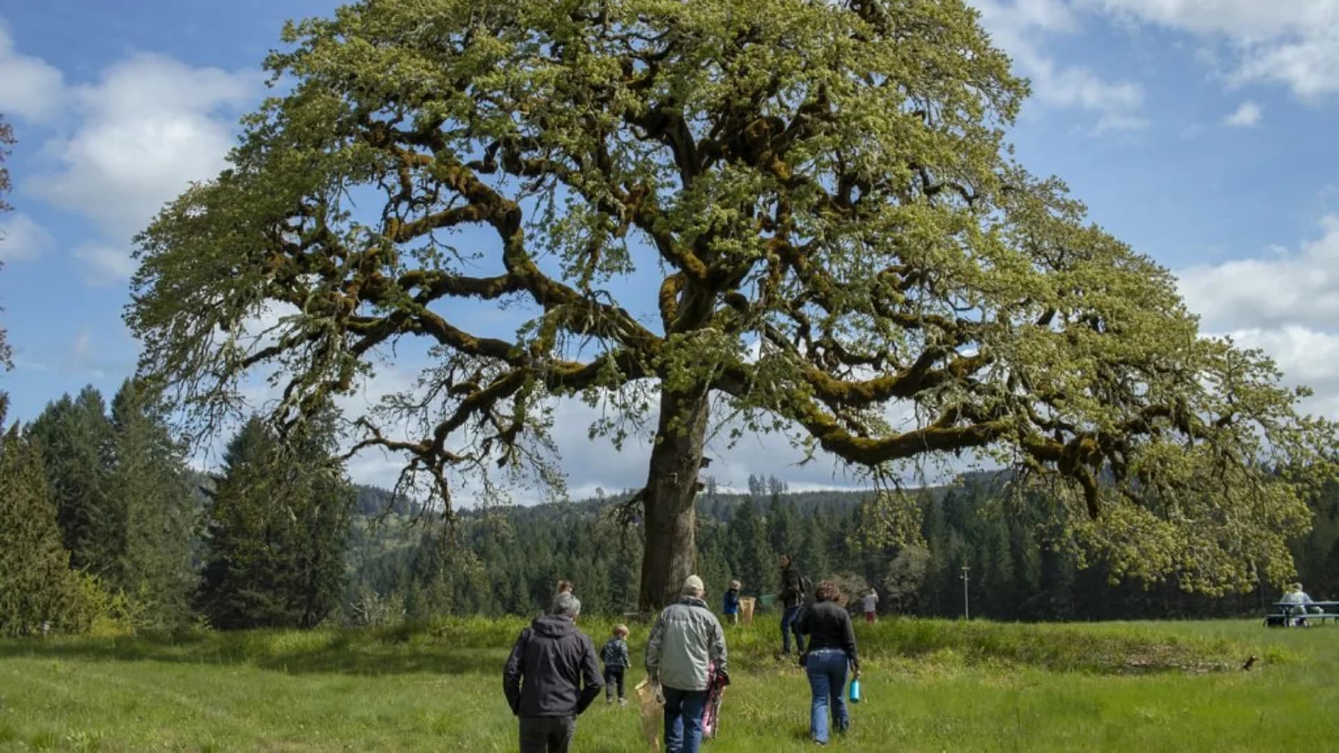 A group of people walking towards a large, mossy tree in a grassy field, with forests in the background.