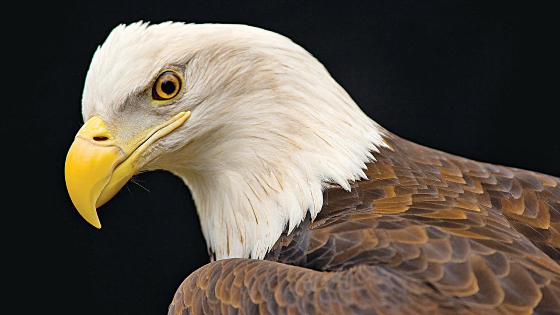 Close-up of a bald eagle's head, showcasing its white feathers, yellow beak, and intense eye against a black background.