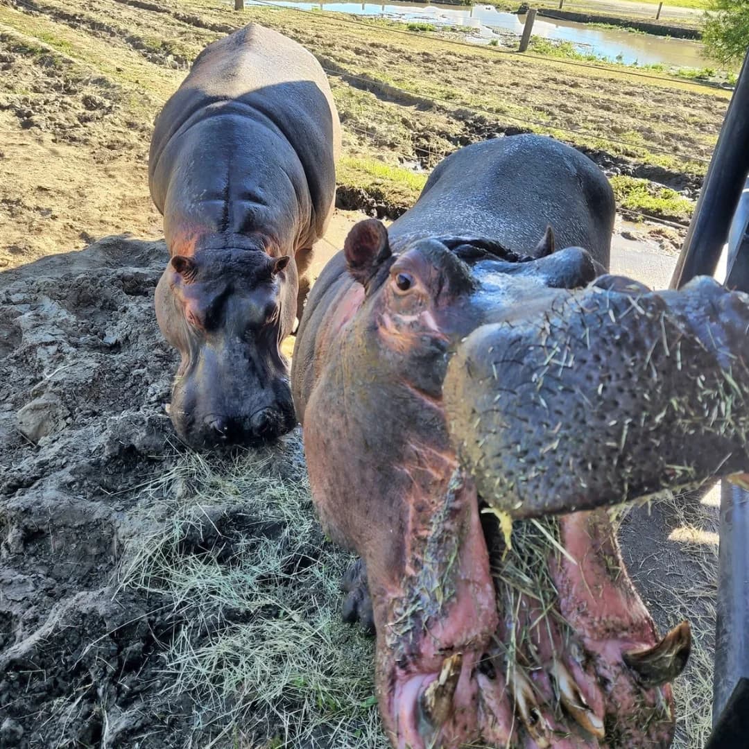 Two hippos are foraging in mud, with one visibly chewing grass. A grassy area and water are in the background.