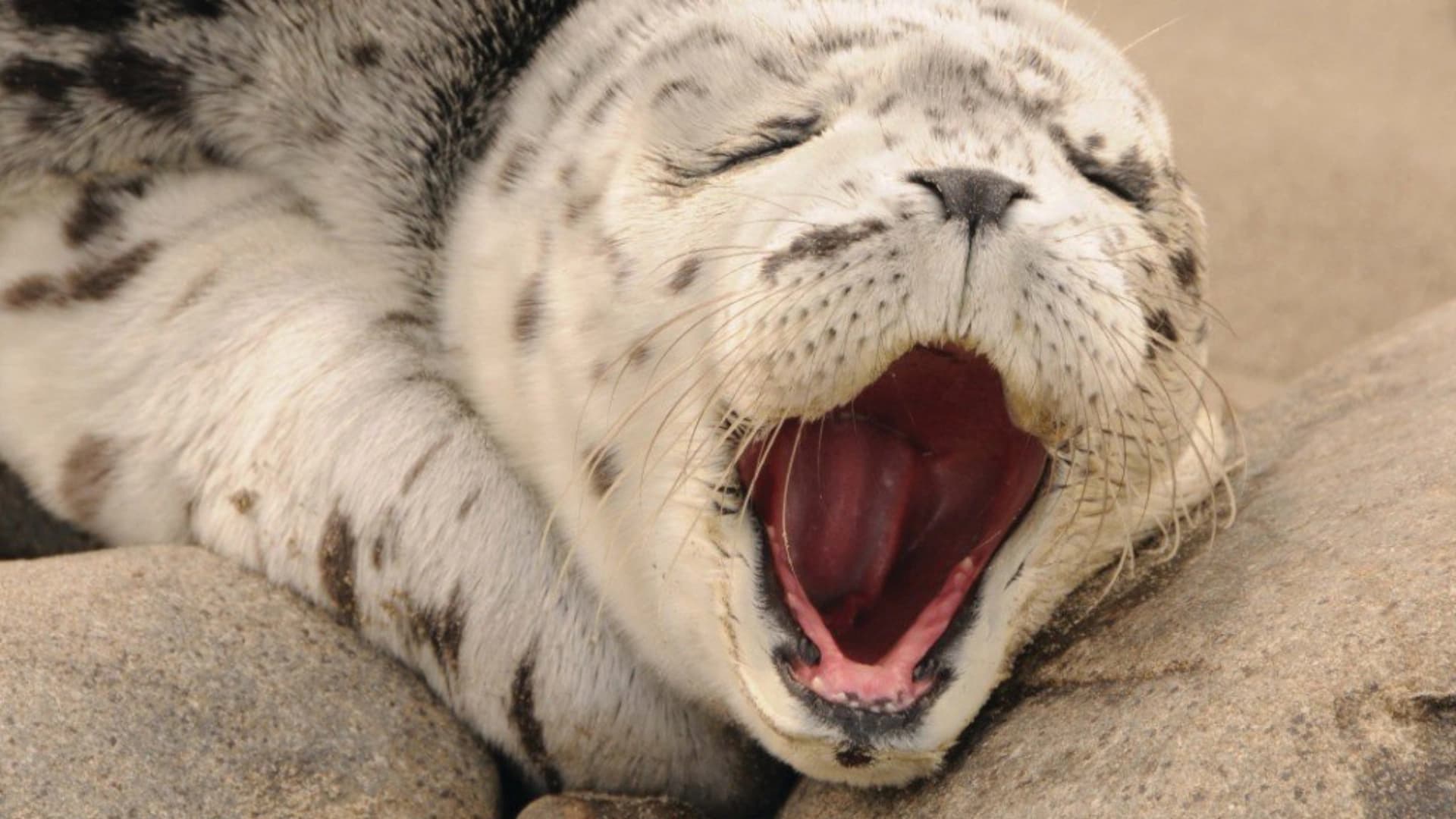 A close-up of a spotted seal yawning while resting on rocky terrain.