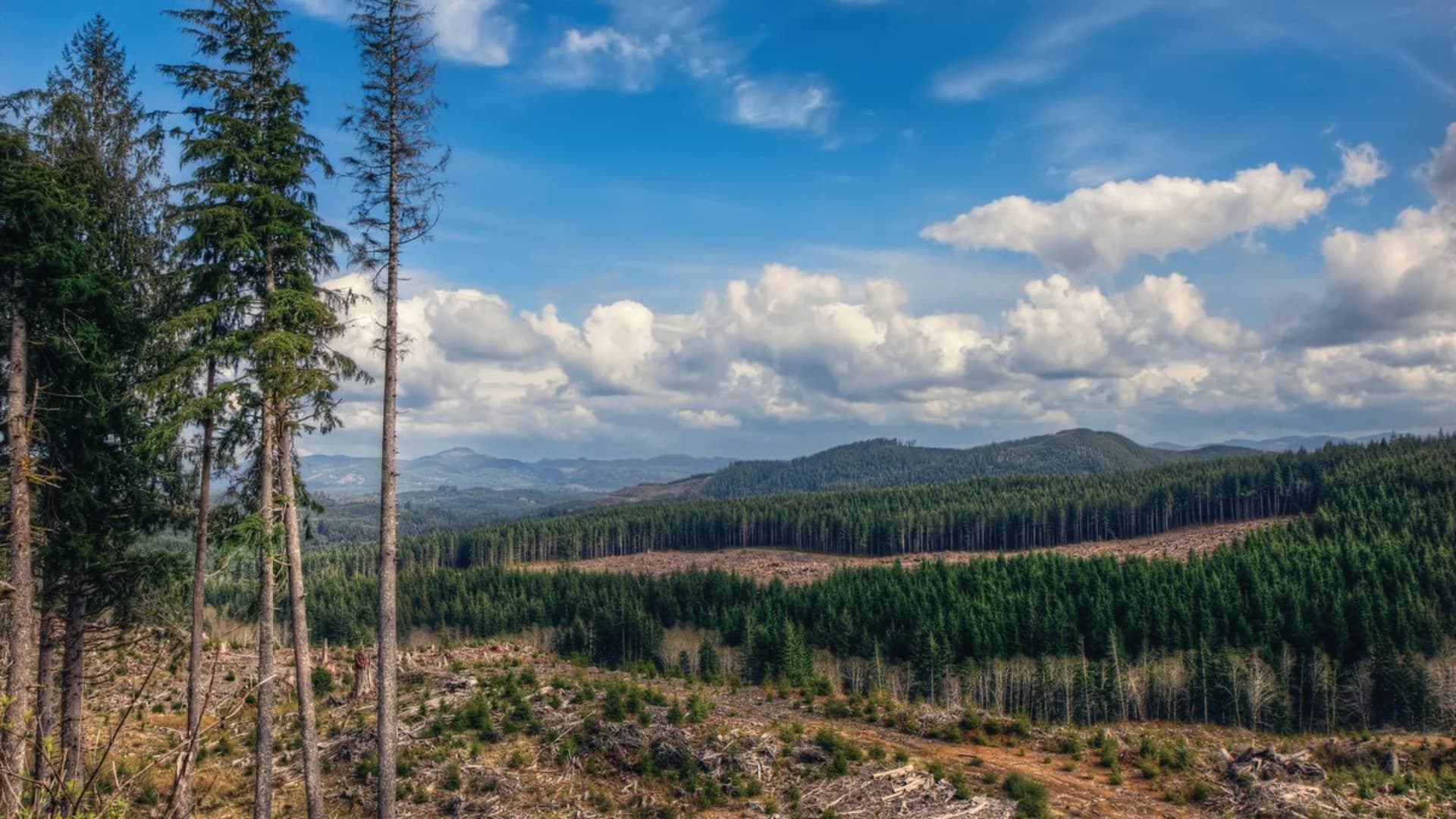 Lush green forest with a clear blue sky and scattered clouds; areas of cleared land visible in the background.