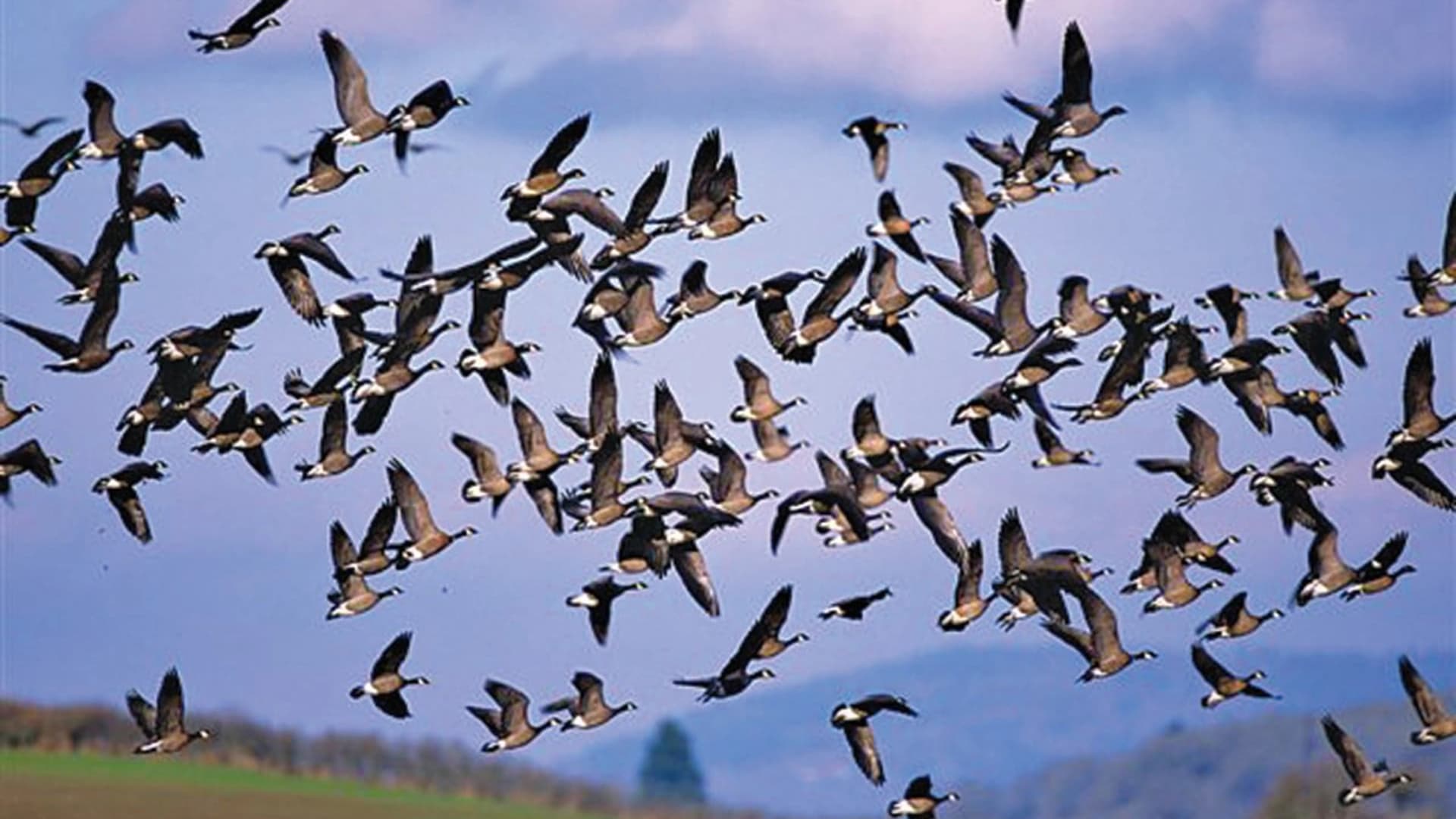 A large flock of birds flying against a blue sky with distant mountains.