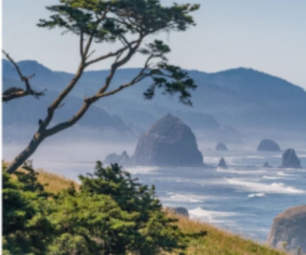 Scenic ocean coastline with green shrubs, windswept tree branches, and misty mountains in the background.