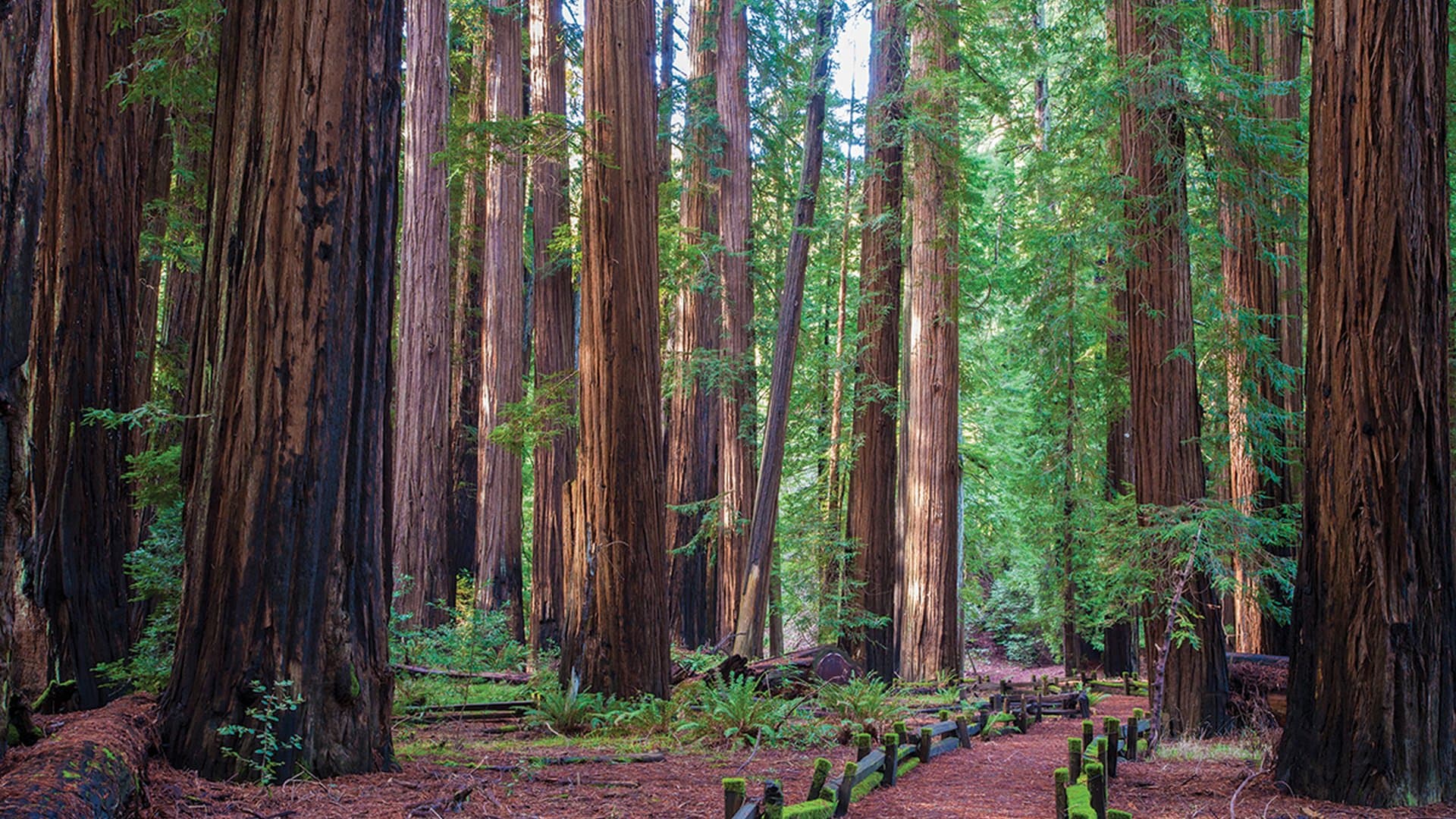 Richardson Grove State Park