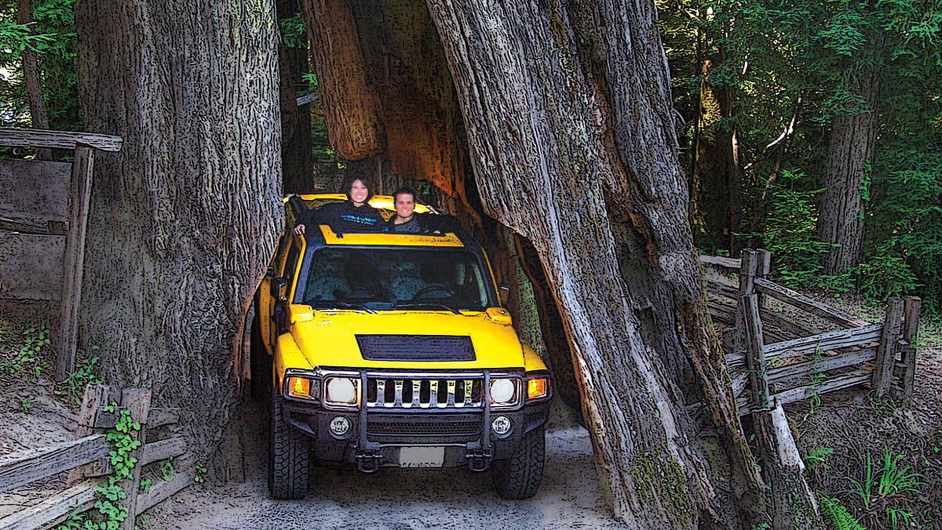 Shrine Drive Thru Tree