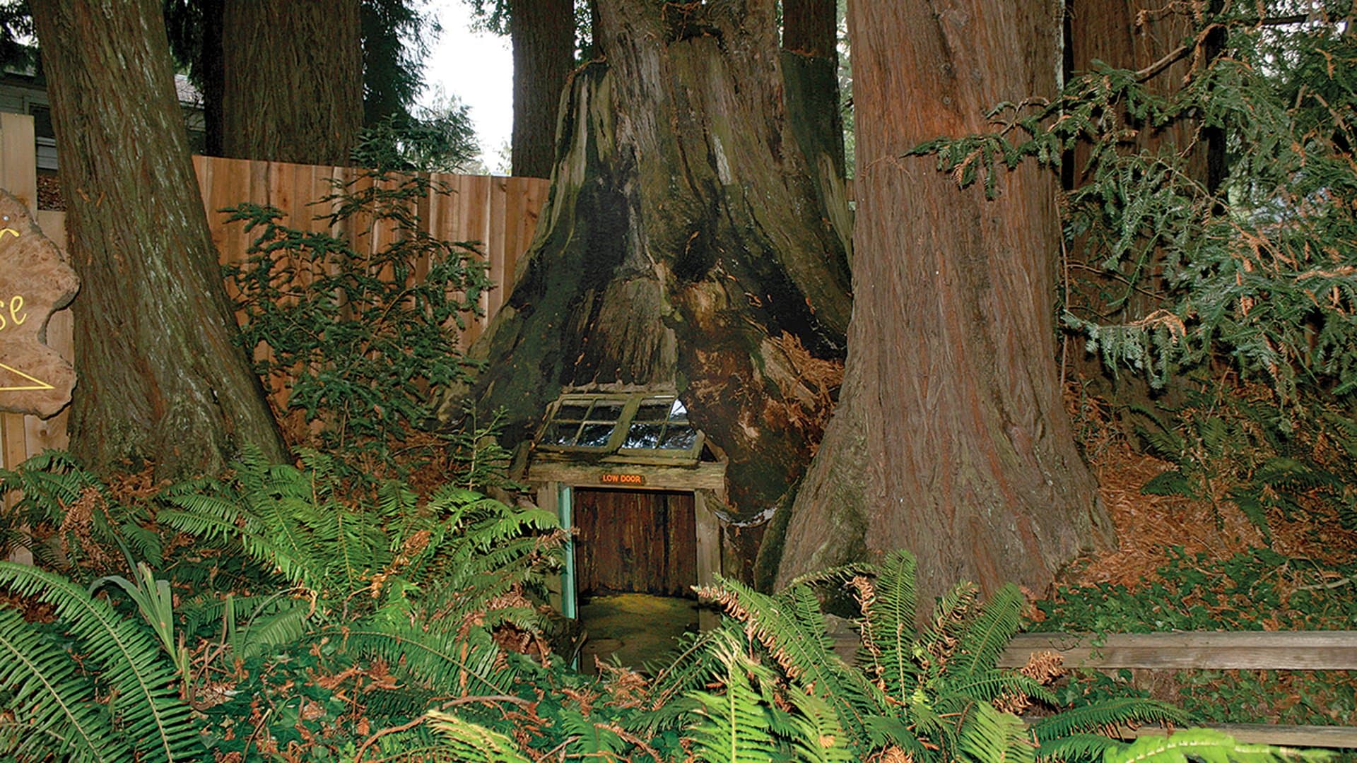 The Eternal Tree House
