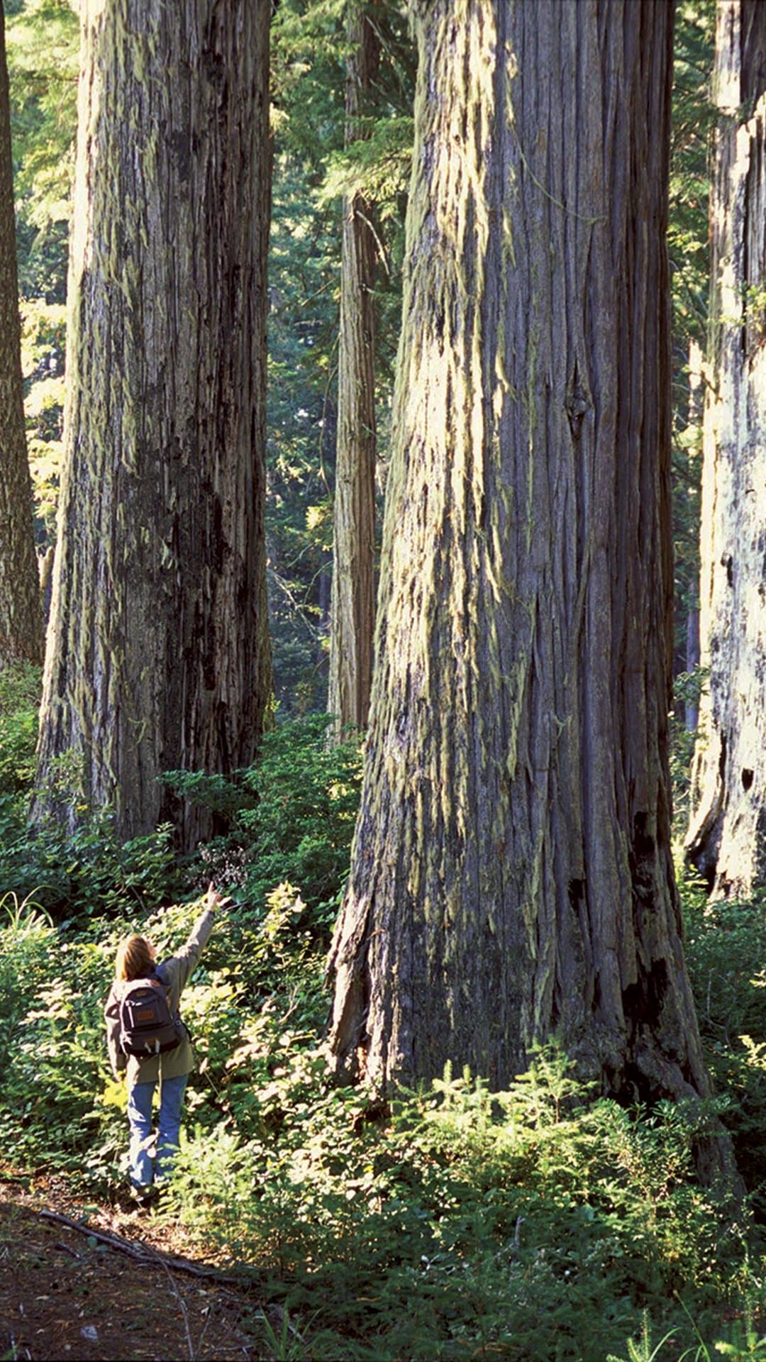 Salmon Pass Trail in Headwaters Forest Reserve