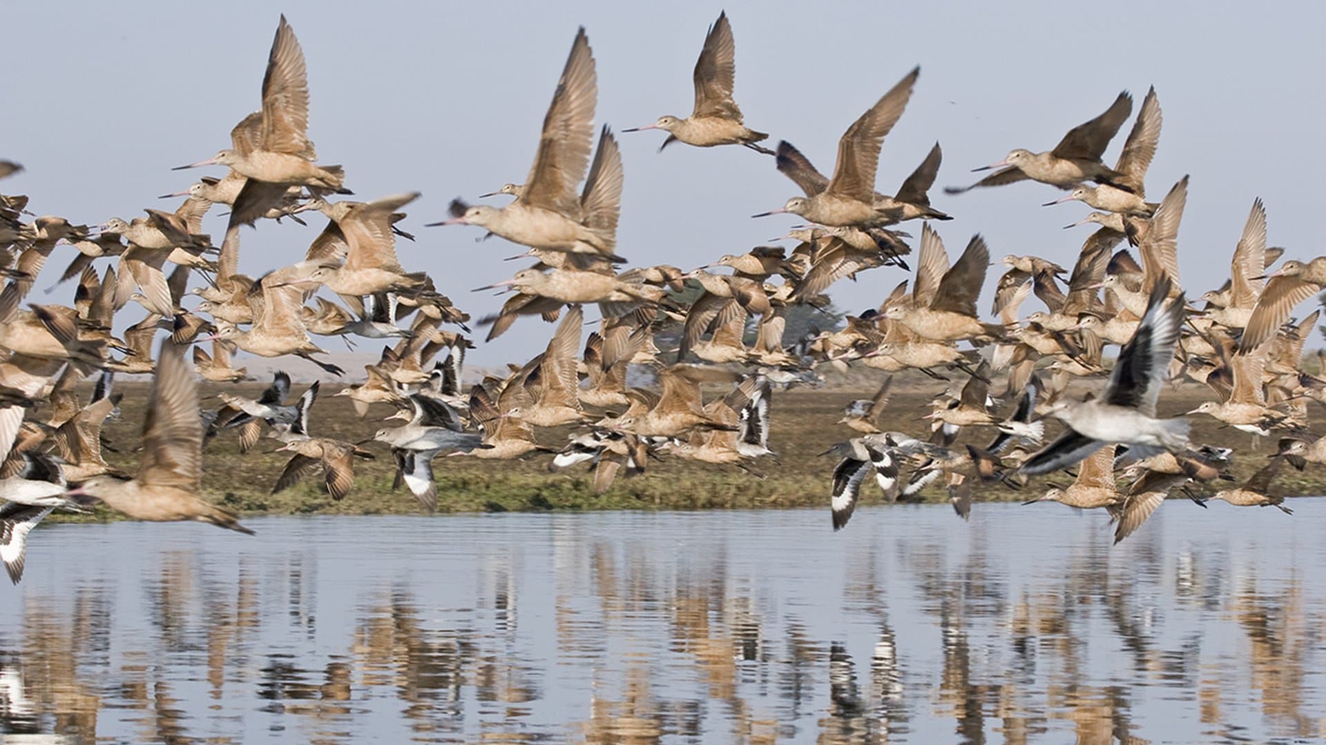 Godwit Days Bird Migration Festival