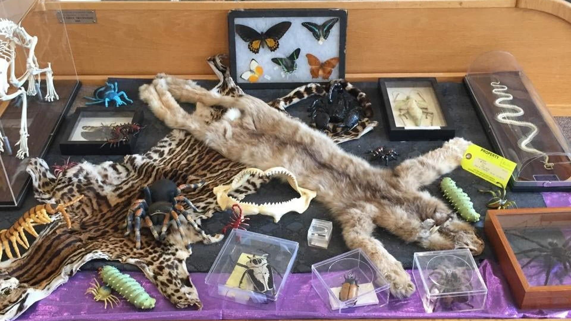 Natural History Museum at Cal Poly Humboldt