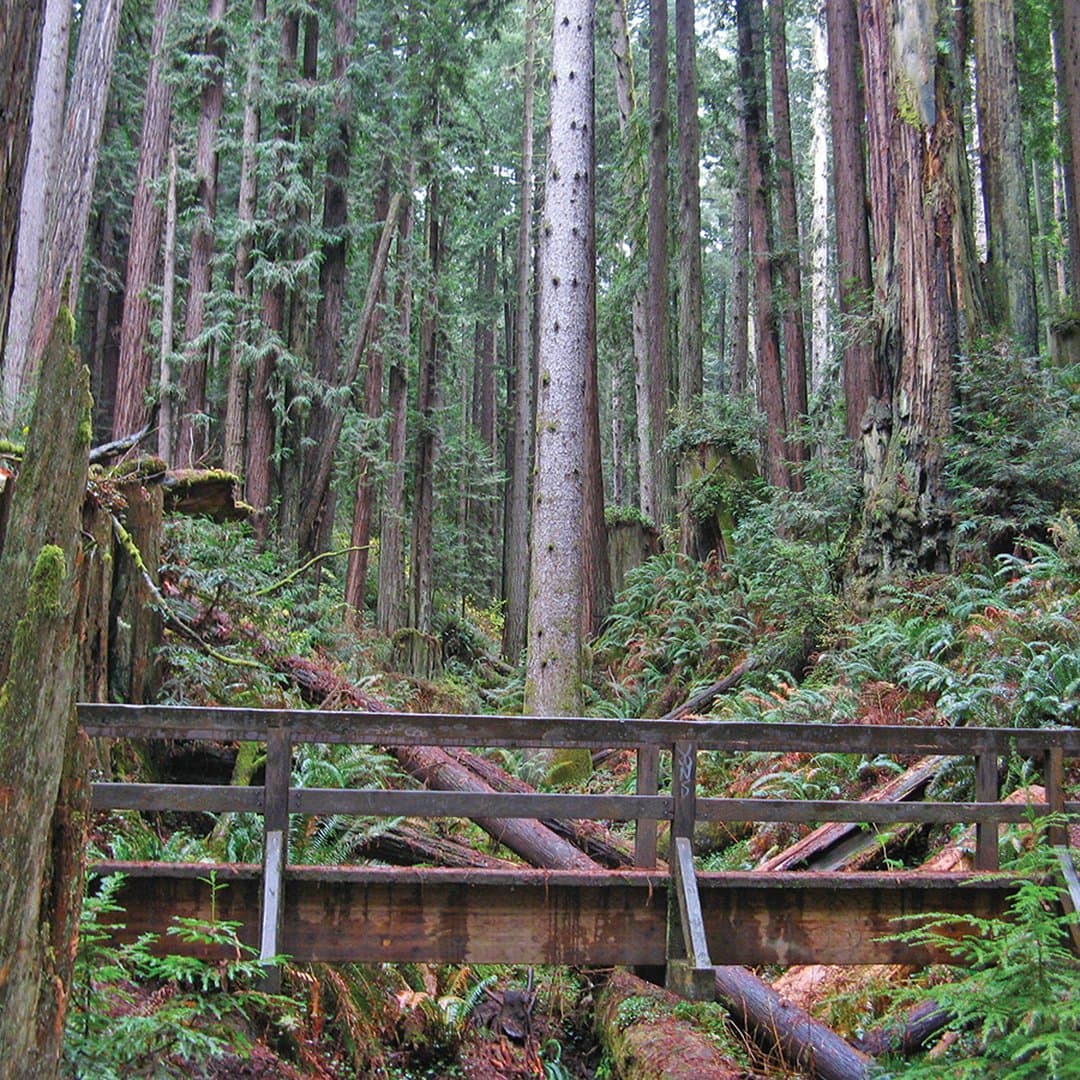 Arcata Community Forest